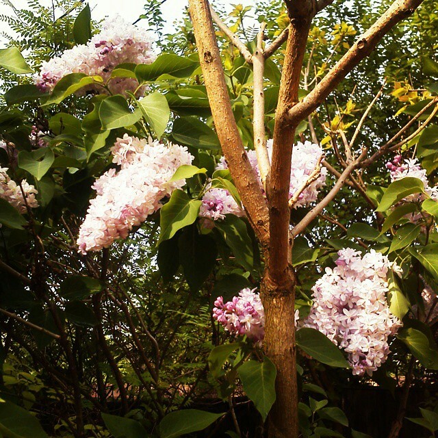 Как правильно: Выбрать и посадить сирень в своем саду