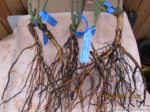 Как правильно: Выбрать саженцы роз для посадки