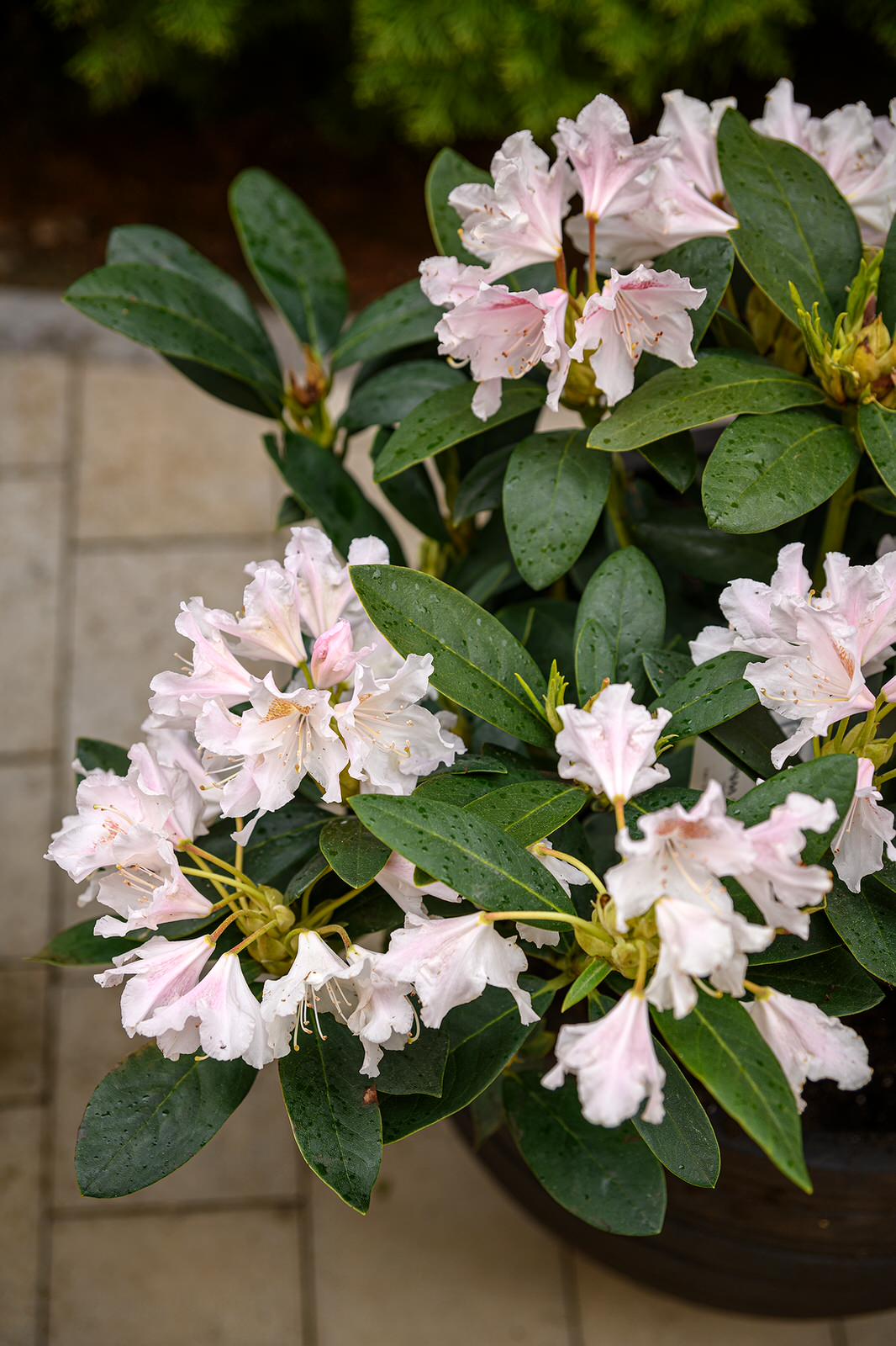 "На Дачу" к Татьяне Веденеевой