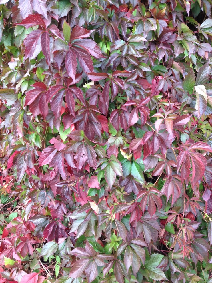 Увей меня нежно: Сажаем вьющиеся растения у забора, беседки и перголы