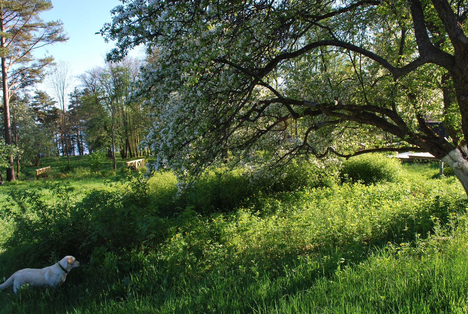 Сад натуралистического стиля