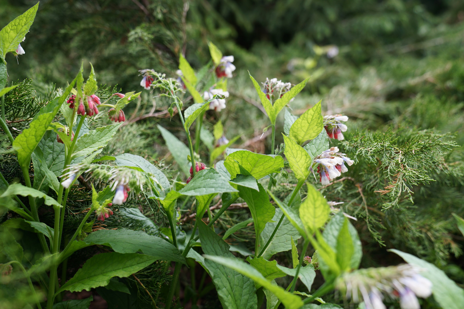 Французский сад. Опалиха. 2021 г.