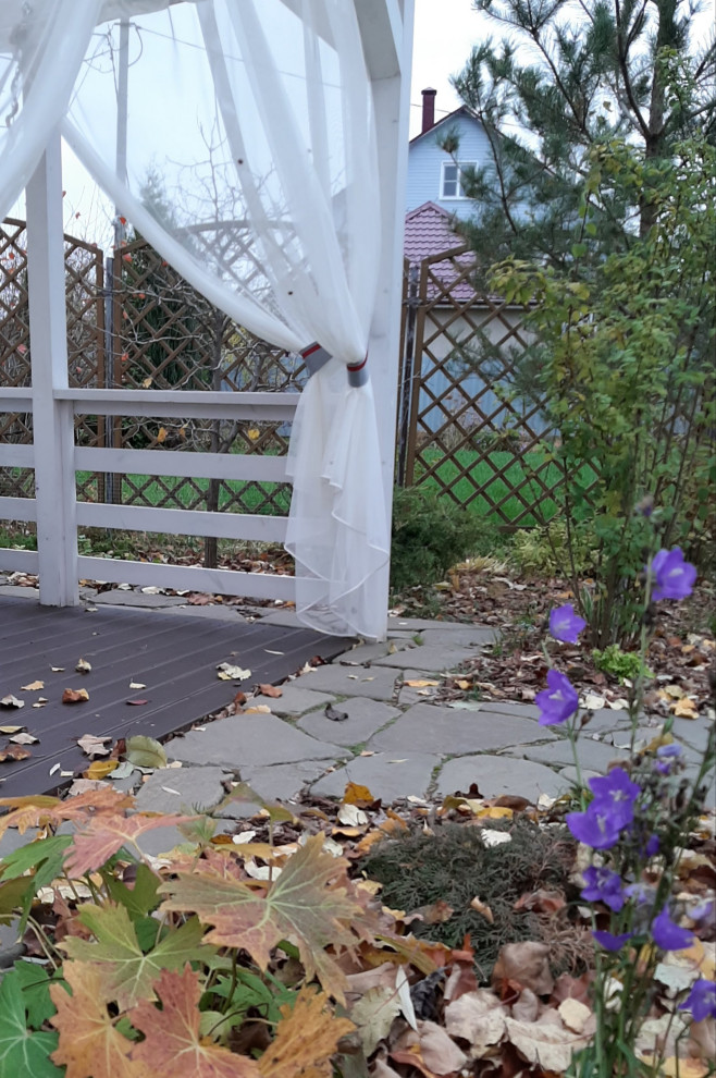 Колокольчик персиколистный в сентябре