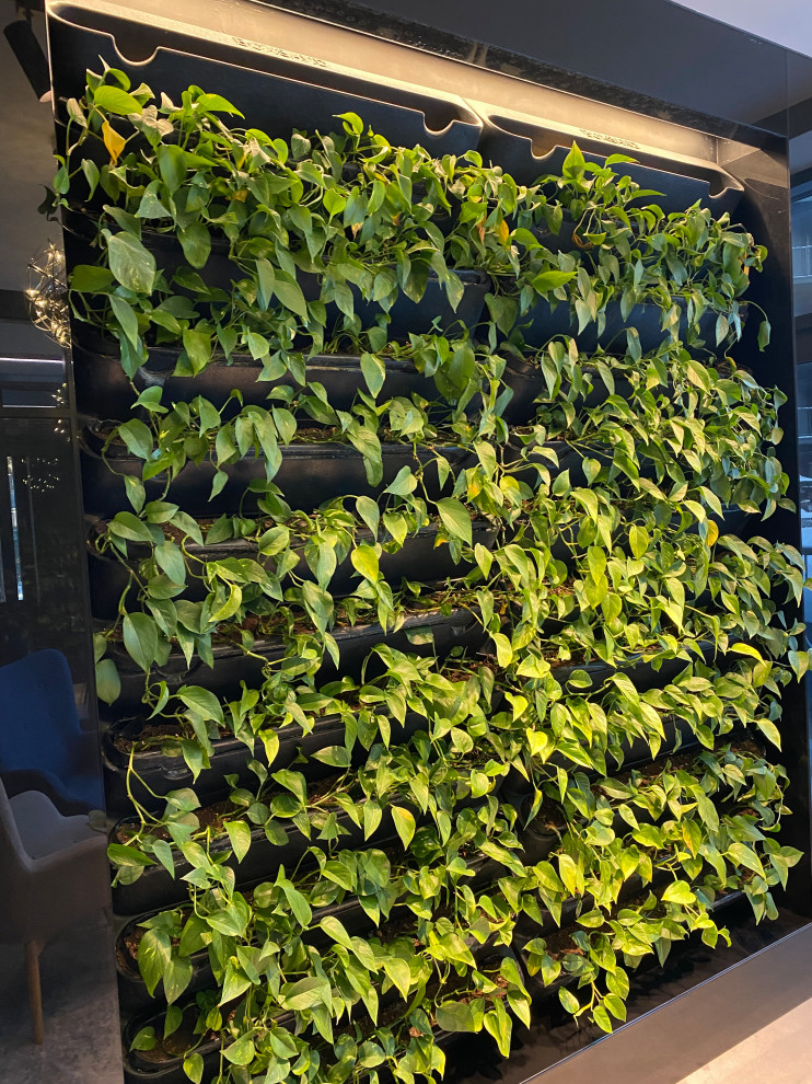 Обложка проекта: Зеленые стены