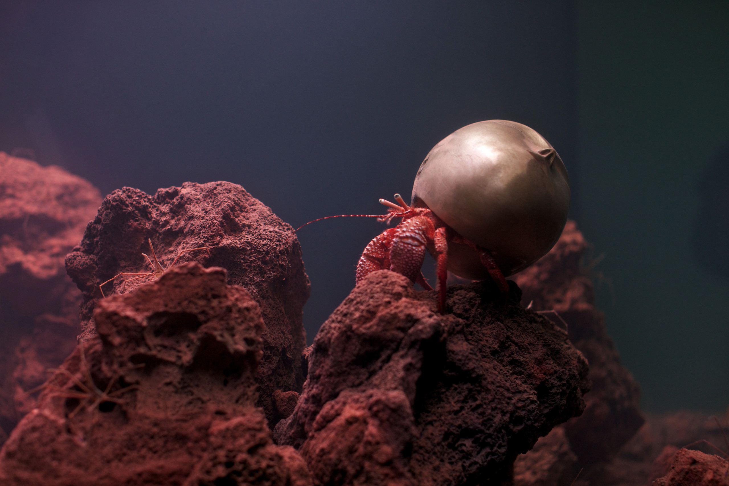 Водный мир: Как оформить аквариум внутри