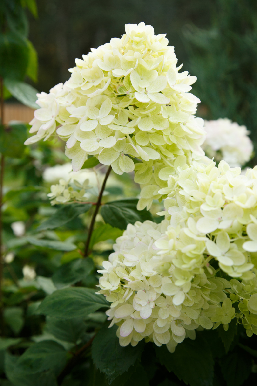 Портреты растений