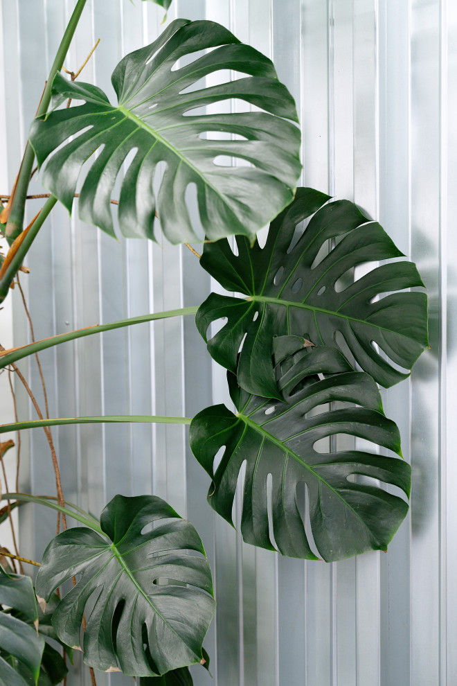 Обложка проекта: Магазин горшечных растений KIOSK