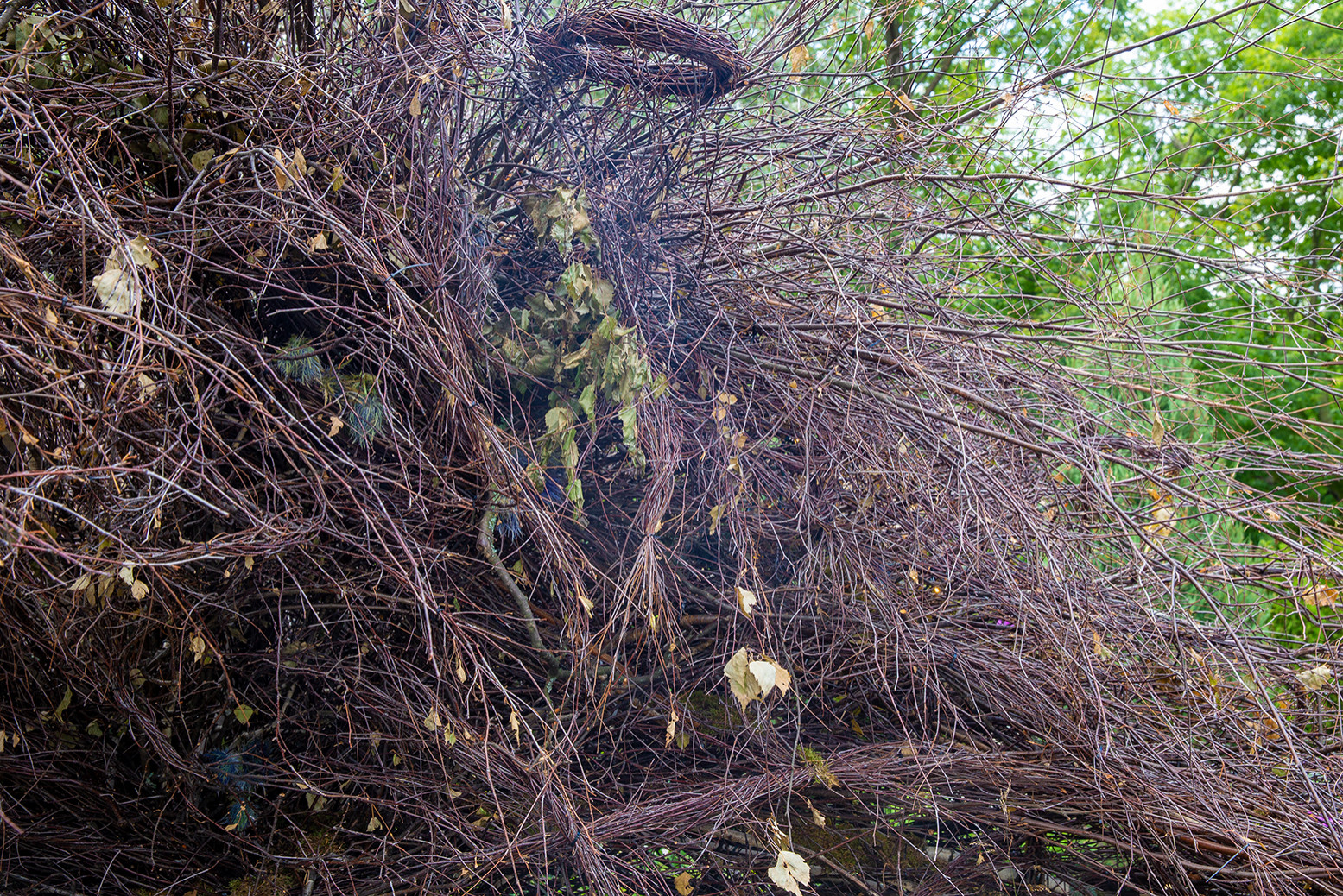 Фотосъемка Сада   по  Метрелинку на MFS 2019 Авторы М,Береснева М. ПРИНТЦ