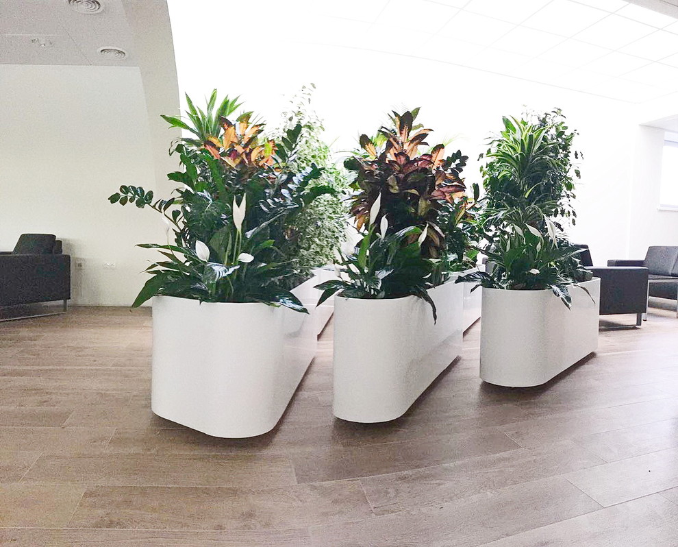 Озеленение автосалона Лексус Хабаровск