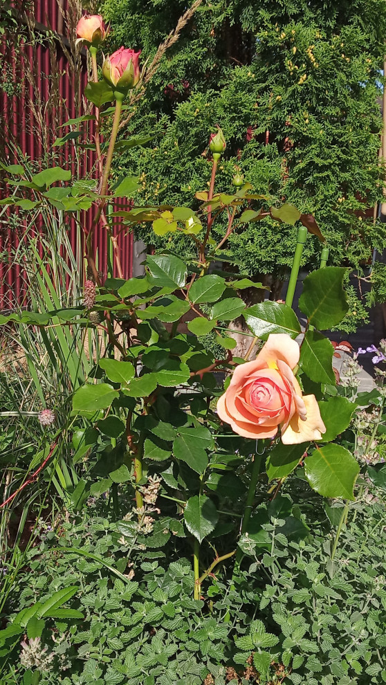 Патио в английском стиле