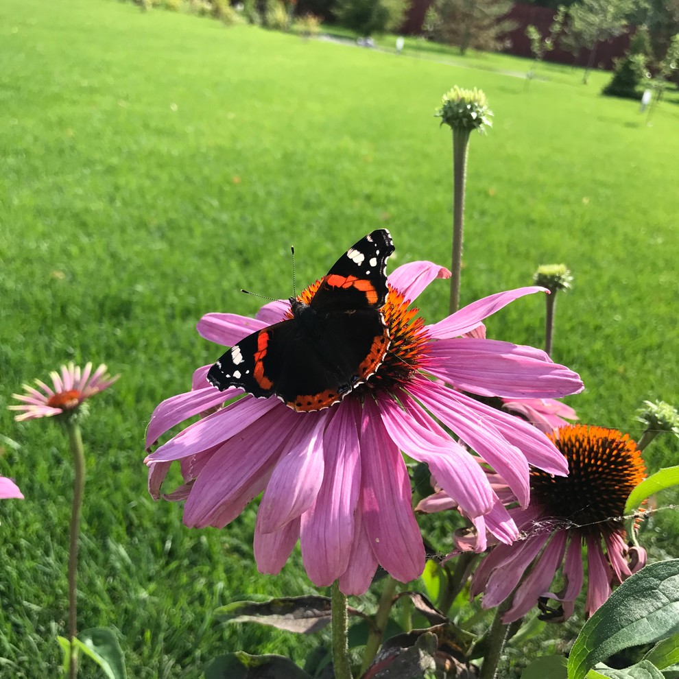 Малинки Виладж