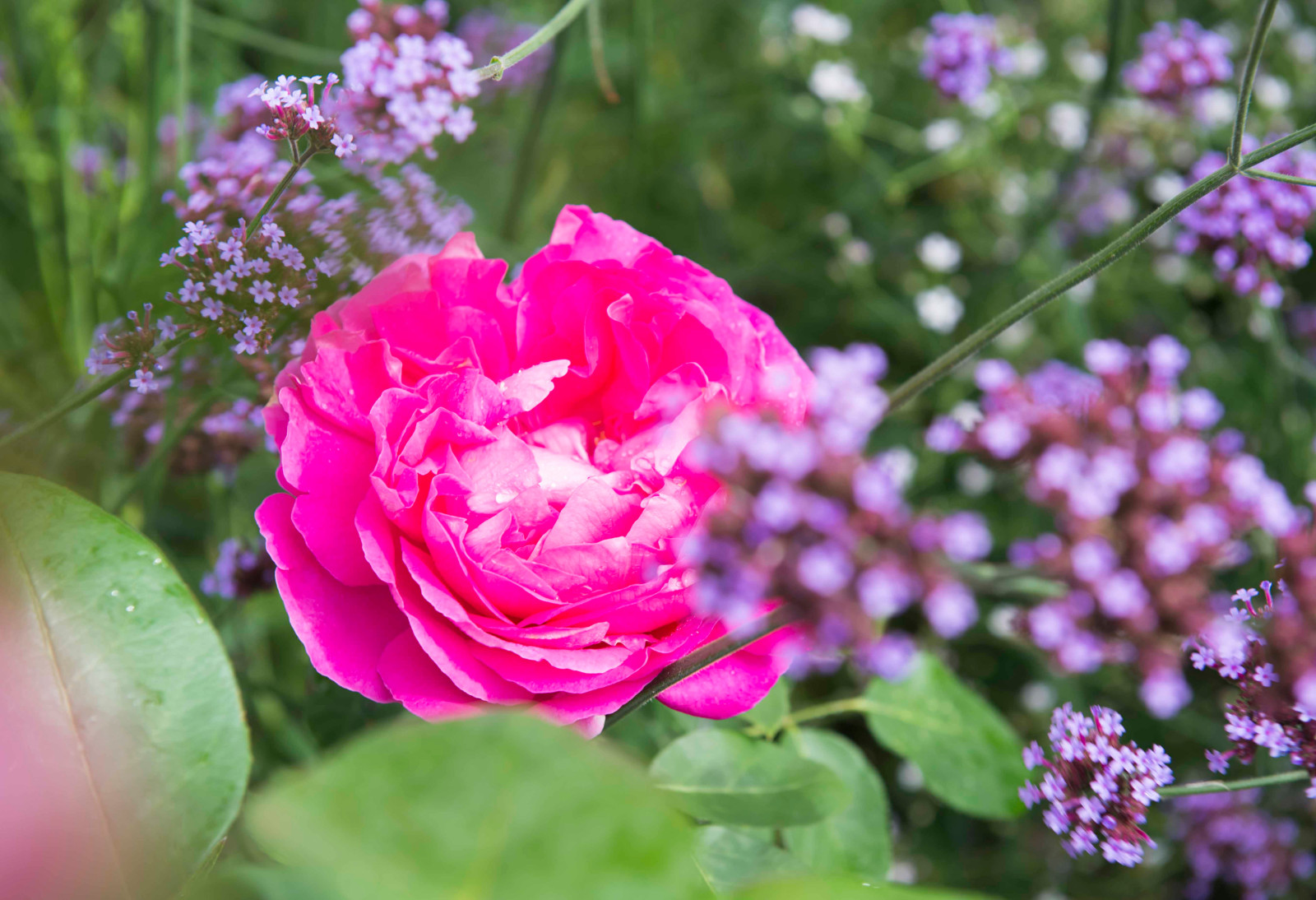 Большой сад в пригороде