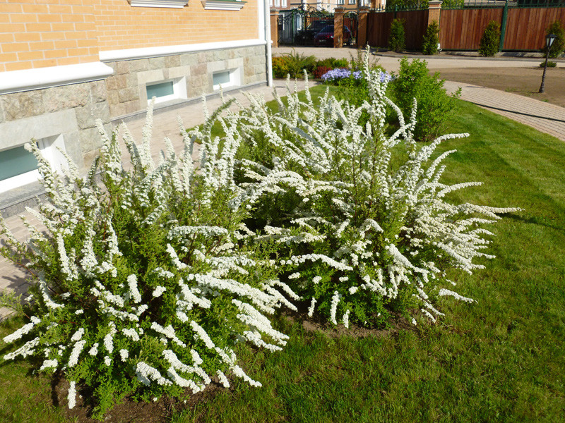 Озеленение