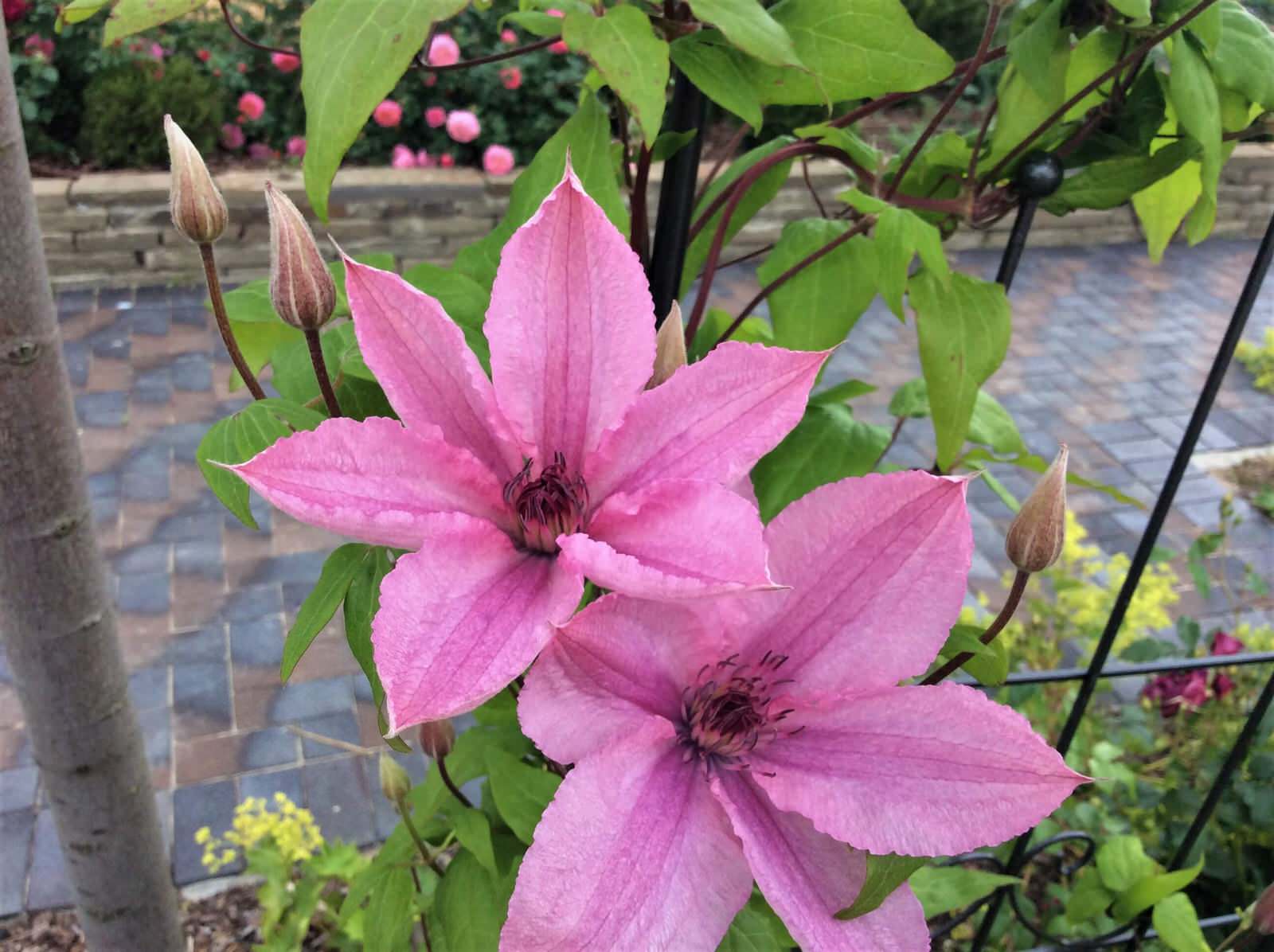 СНЫ О ЧЕМ_ТО БОЛЬШЕМ...