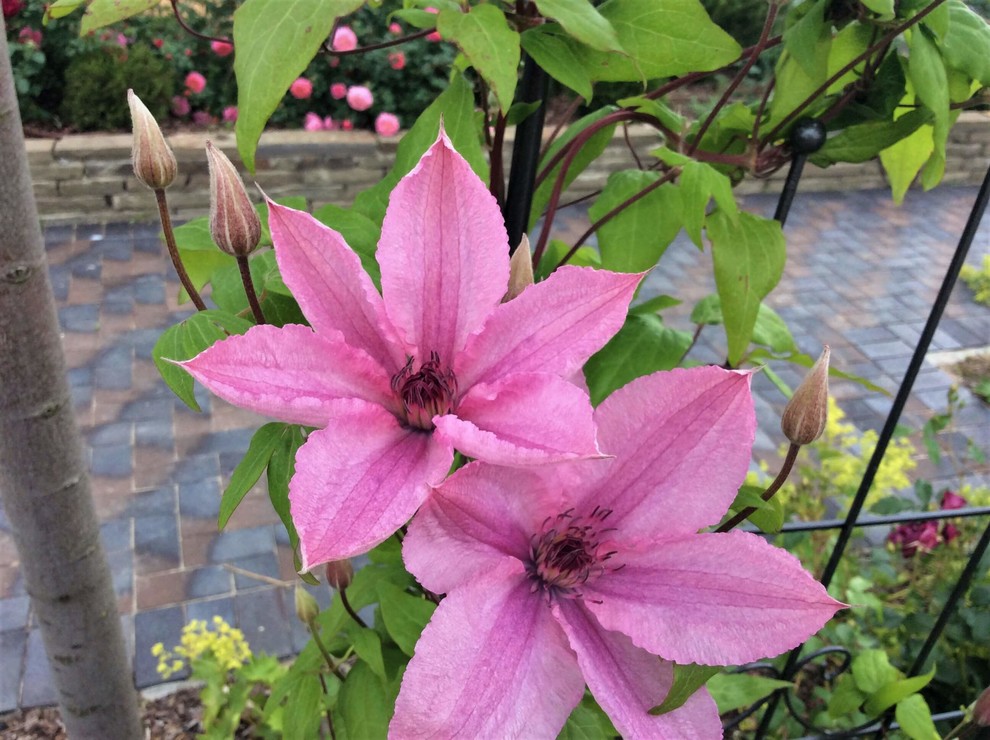 СНЫ О ЧЕМ_ТО БОЛЬШЕМ...