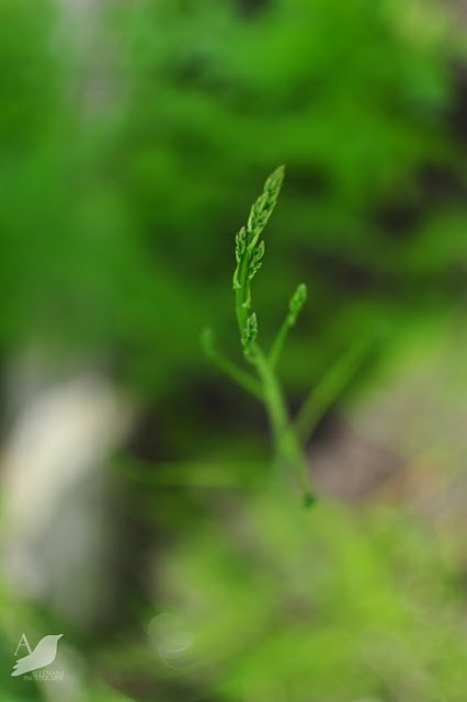 Хороший вопрос: Как избавиться от сорняков на даче навсегда