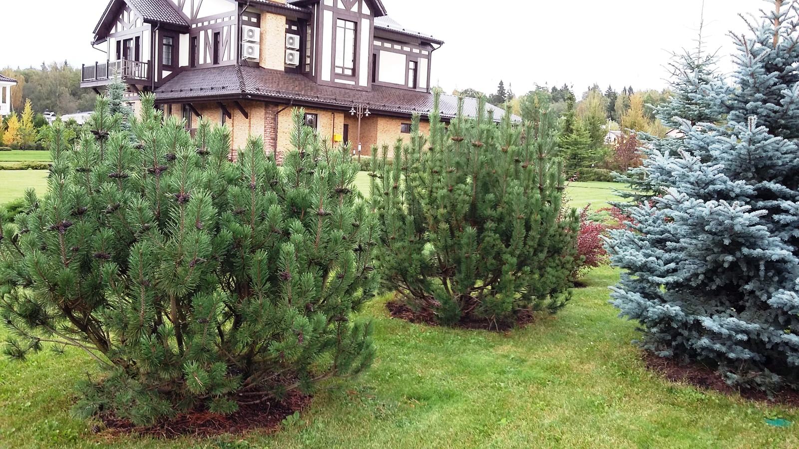 кп "Папушево" - Профессиональный уход за садом - 100% качество!