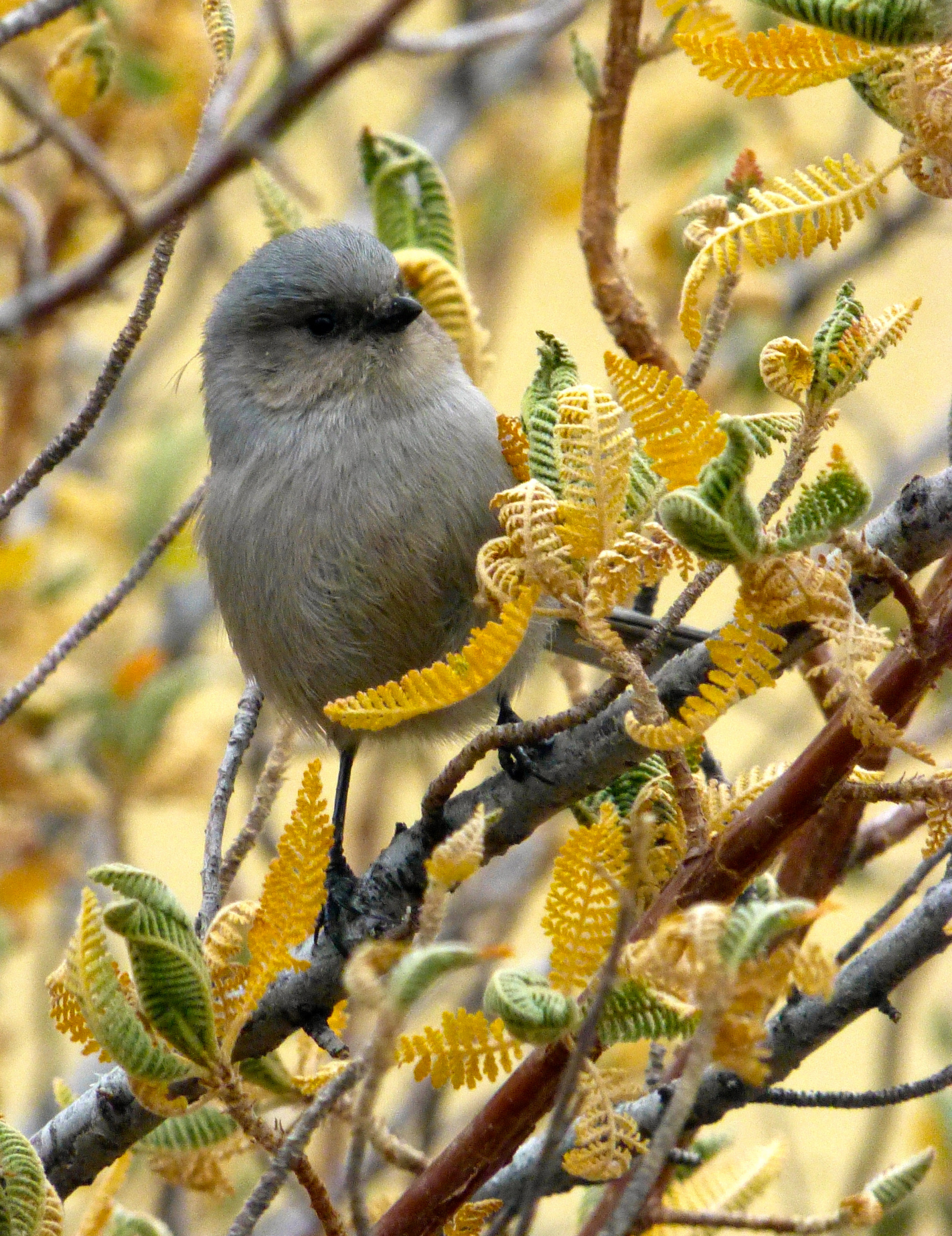 Что делать: Весенняя обработка сада от вредителей