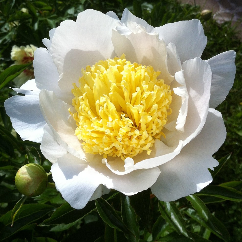 Пионы: выбираем подходящий сорт, высаживаем в грунт