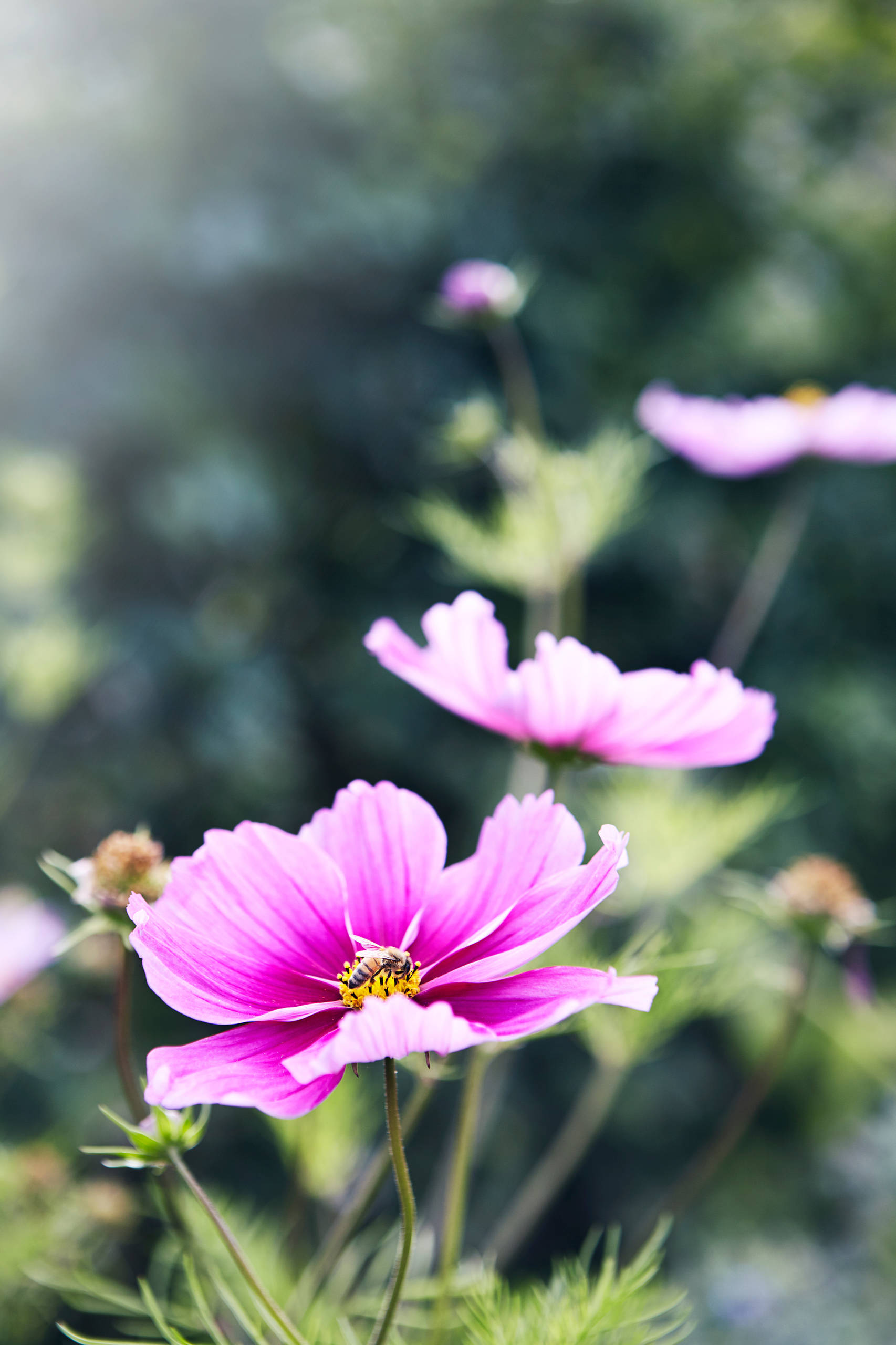 Как правильно: Создать клумбу непрерывного цветения