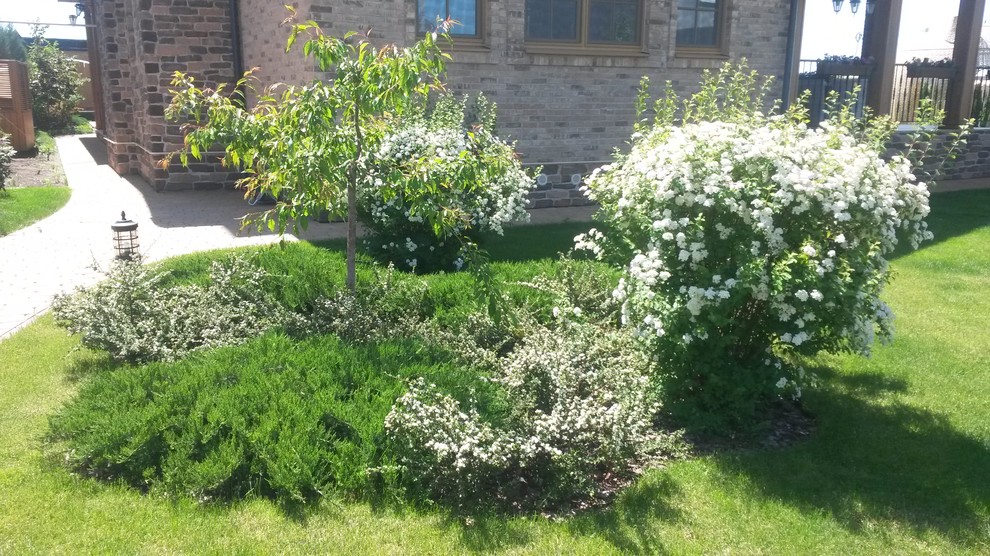 Цветении спиреи