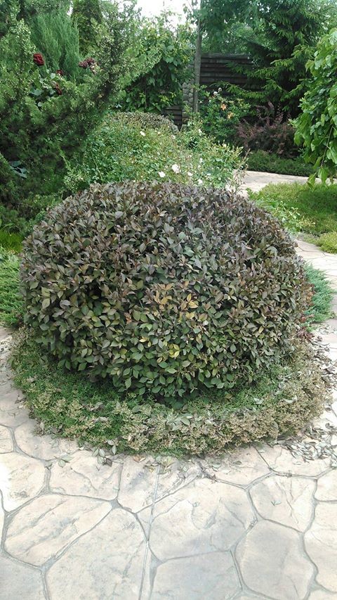 Ландшафт в пейзажном стиле с плавательным прудом 12 соток