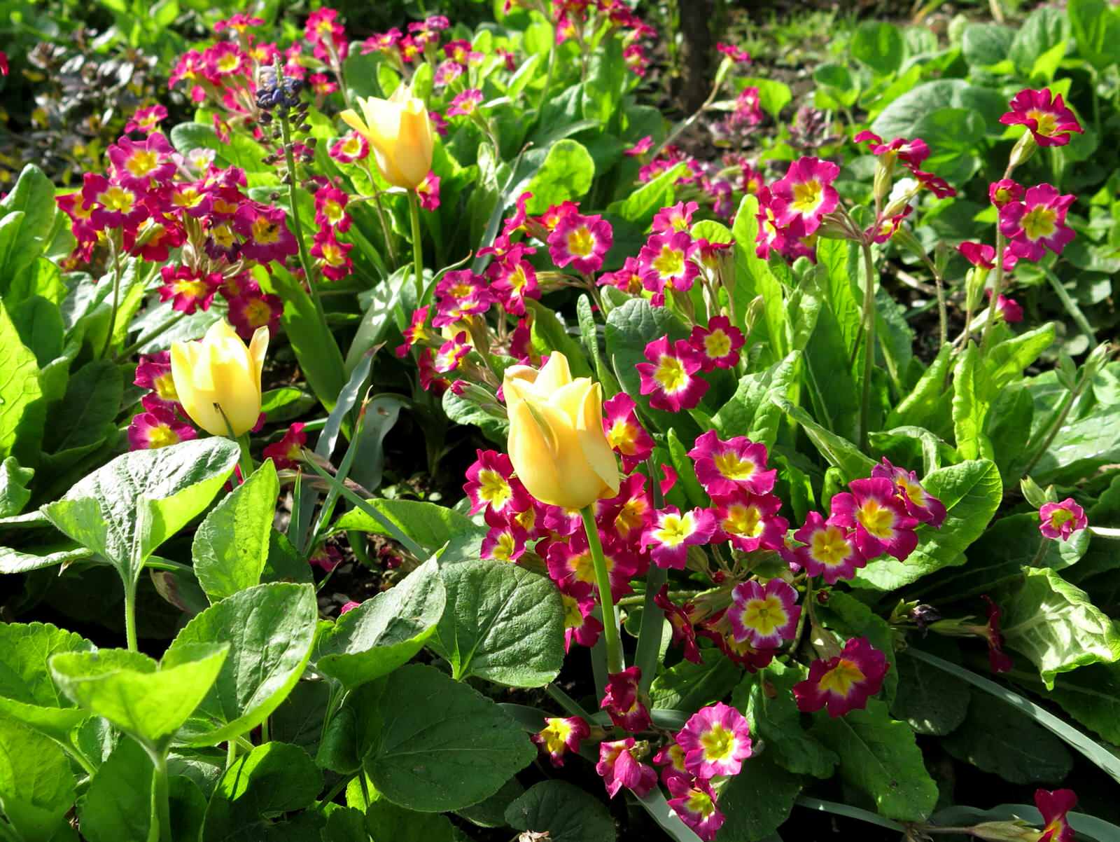 ТЕПЛЫШКО МОЕ. ВЕСНА.