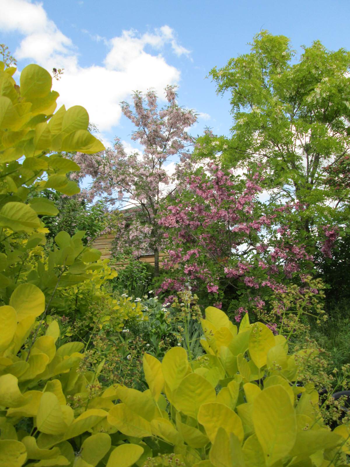 Наш собственный сад