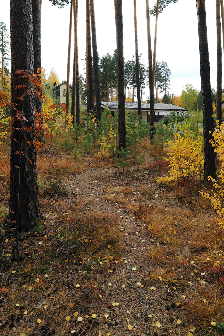 Лес и огород