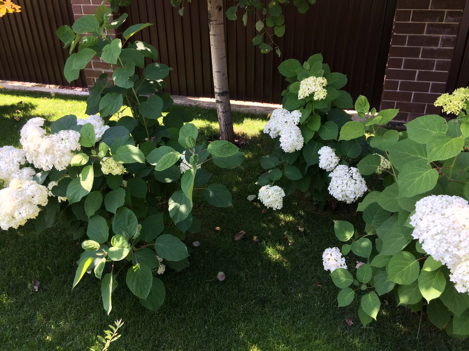 Вавиловец 1