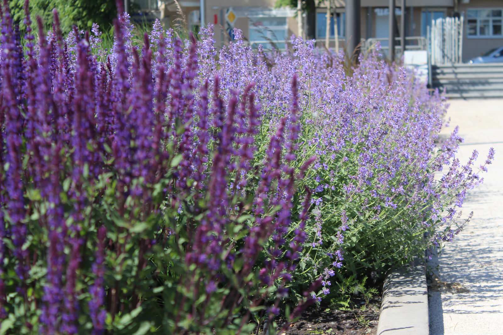 Цветники Советской площади