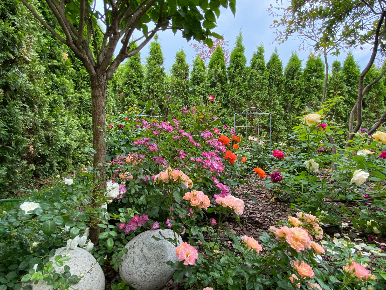 КП Пестово "Evergreen'