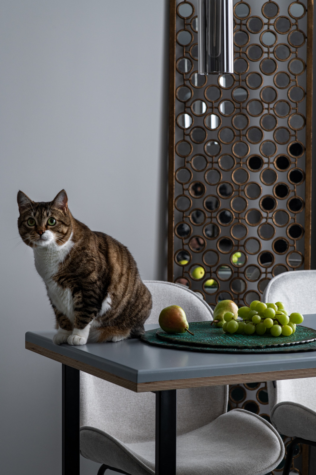 Кошачий рай