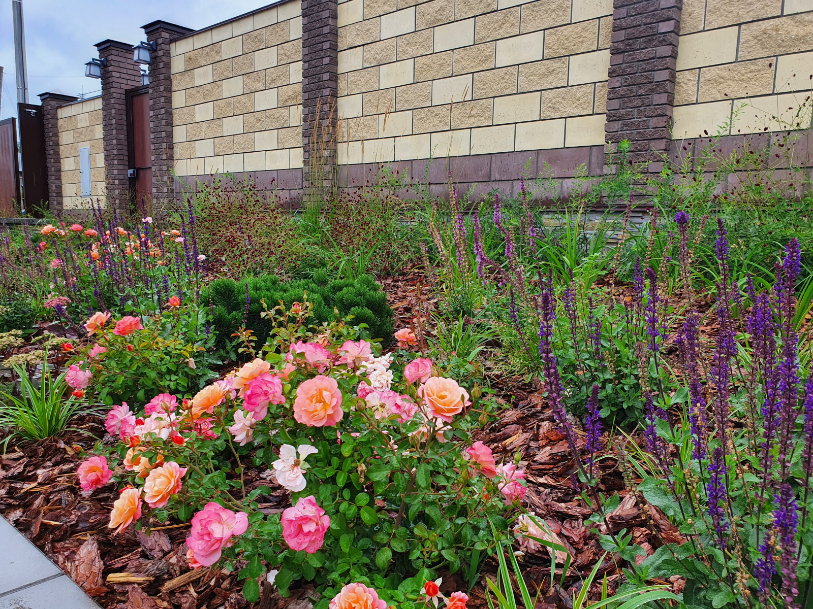 Обложка проекта: Сад с розами