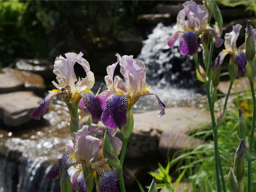 Ирисы вдоль ручья