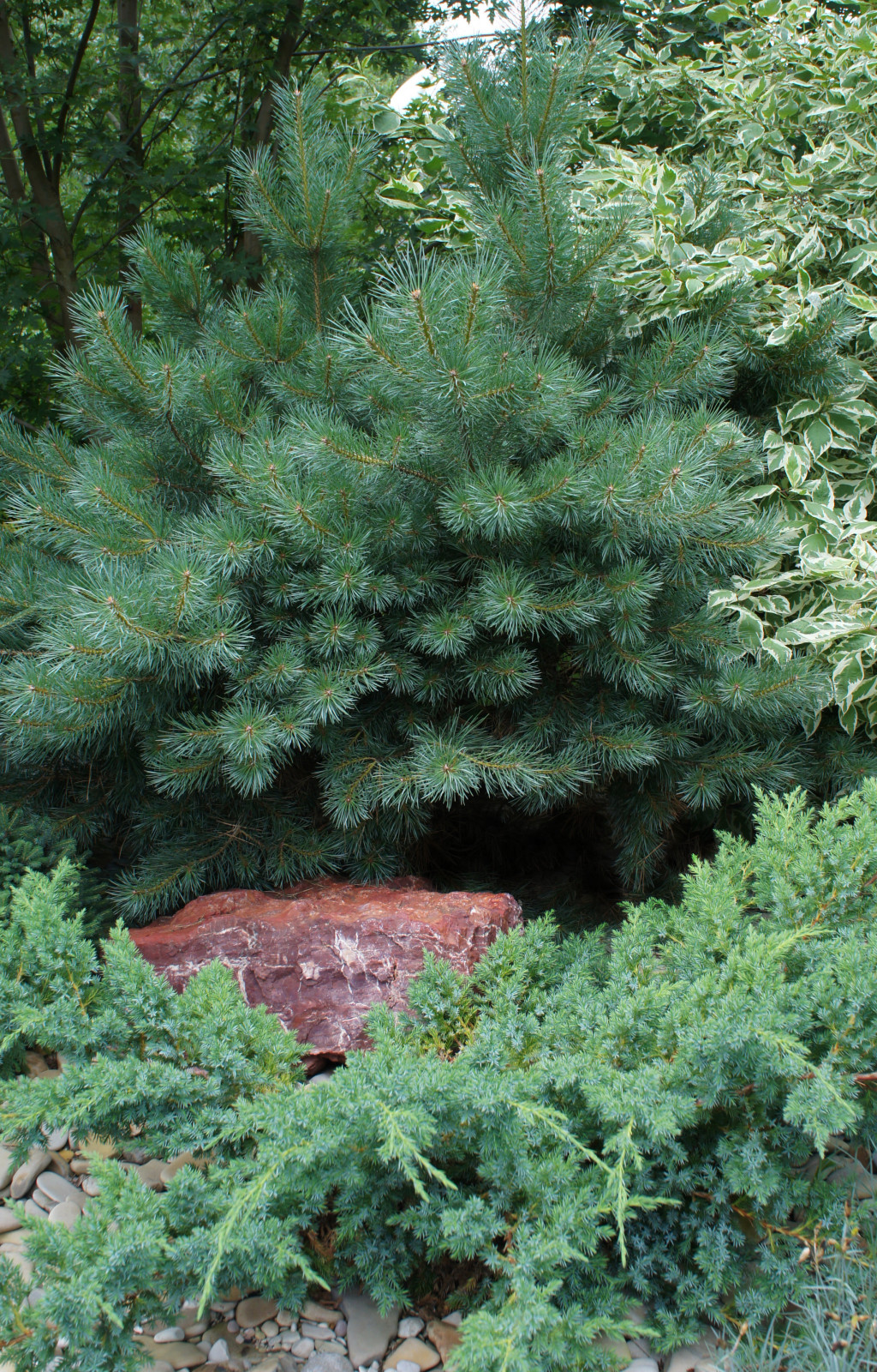 Обложка альбома: Топиарные формы