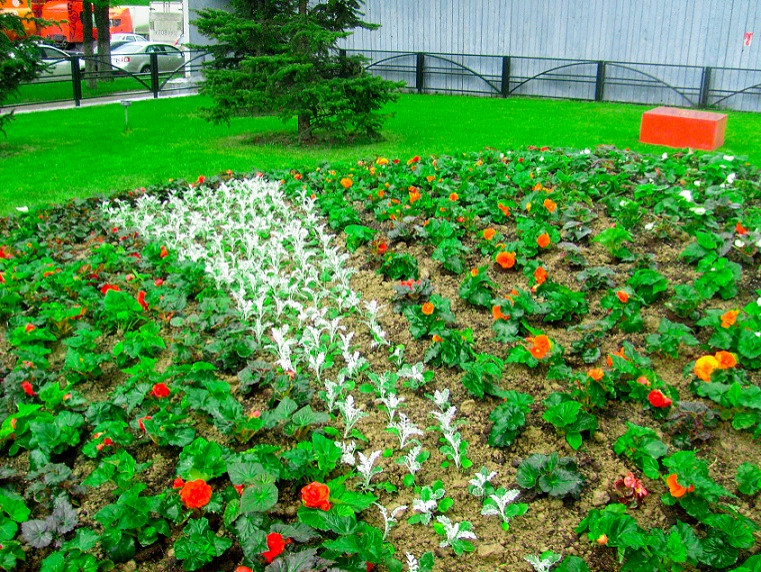 Обложка проекта: Создание клумб и цветников