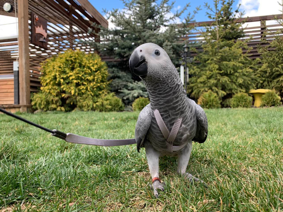 В гостях: Загадочный сад в Херсоне на 12 сотках