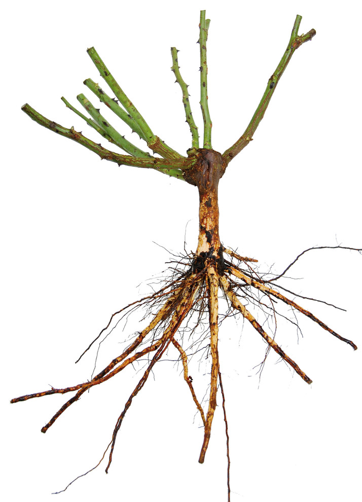 Как правильно: Выбрать саженцы роз для посадки