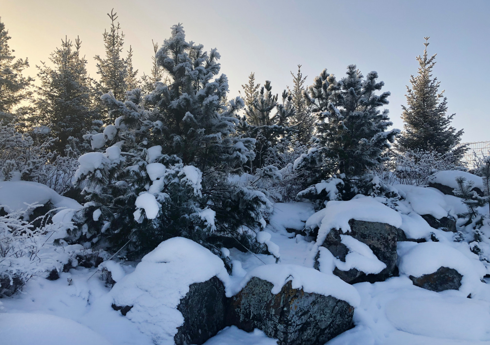 Сад Кроличья нора. Зима