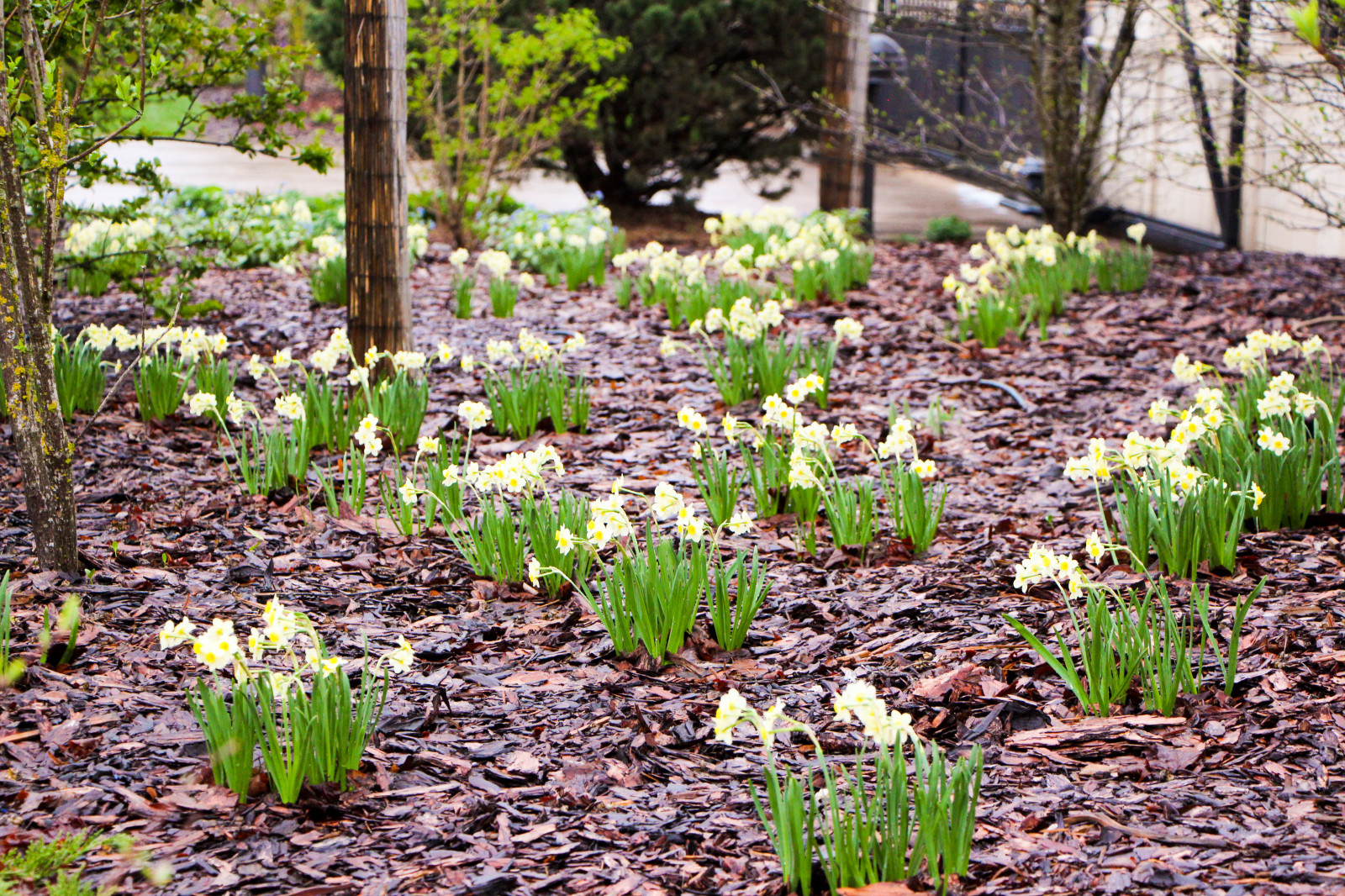 Горки-10, 2017-2020 г.г.