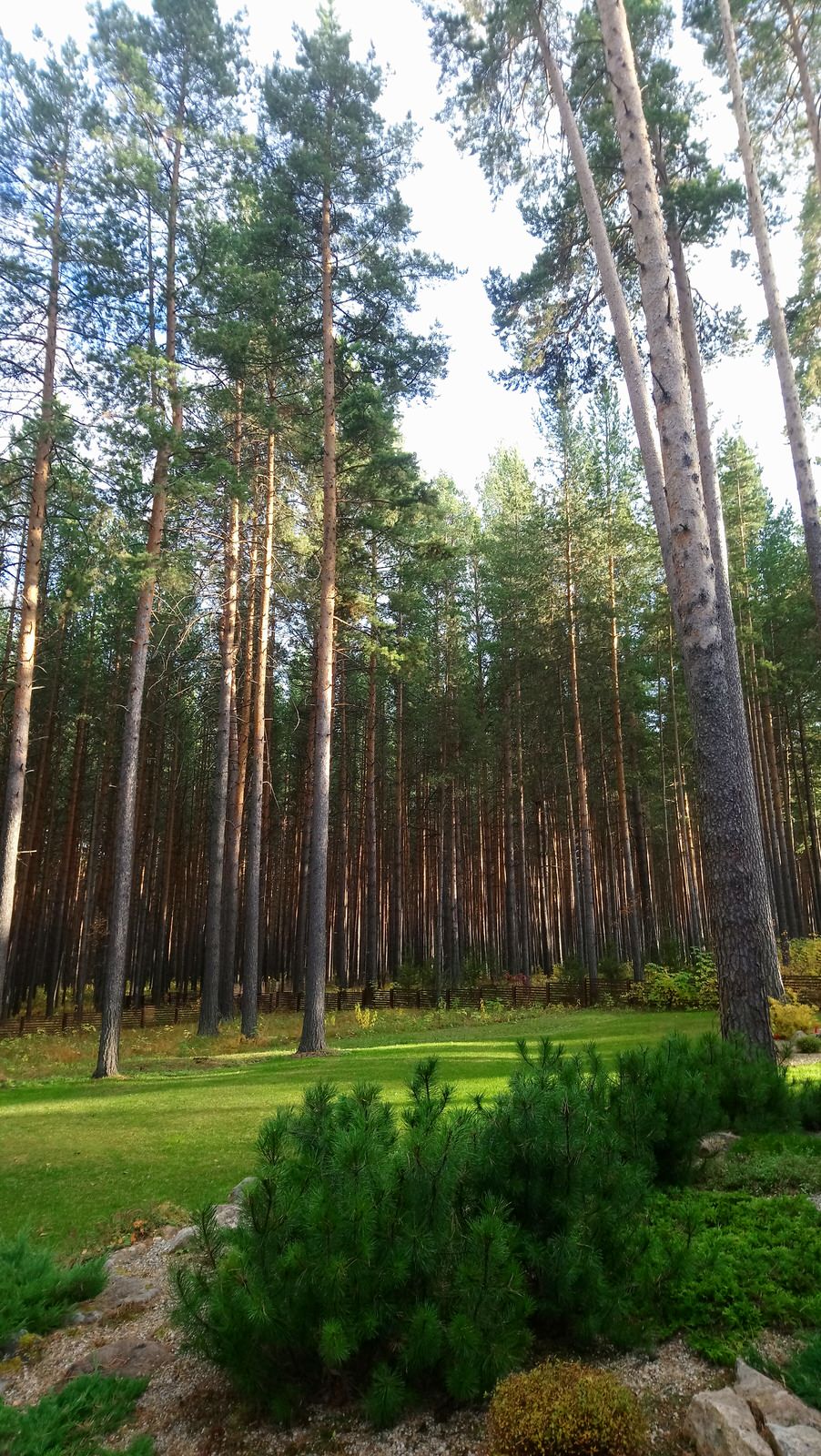 Лесной участок в сосновом бору.