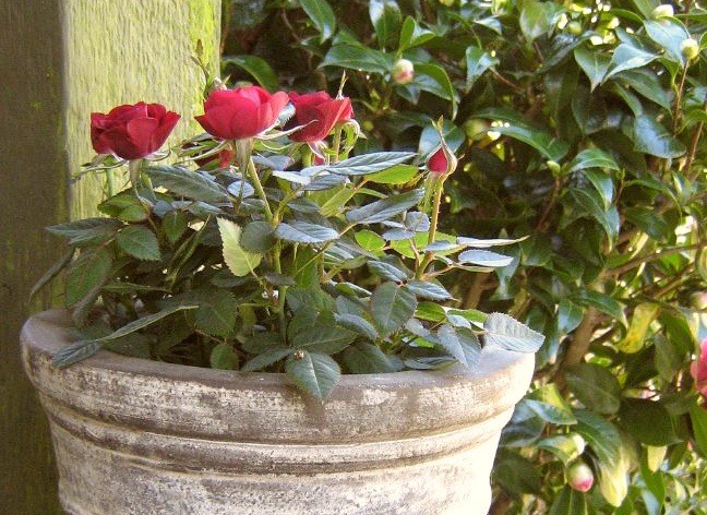 Розы в саду: Выбор места и посадка