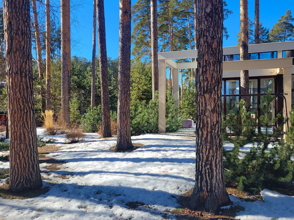 Маленький сад между большими соснами.