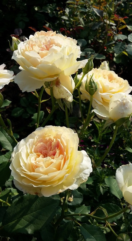 Сенькино московская обл