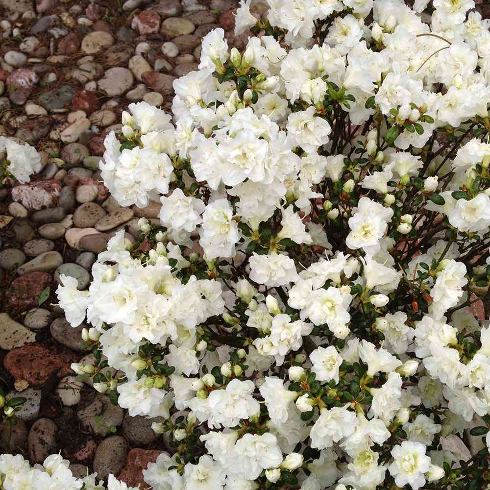 Ландшафтный сад с прудом в КП "Европа"