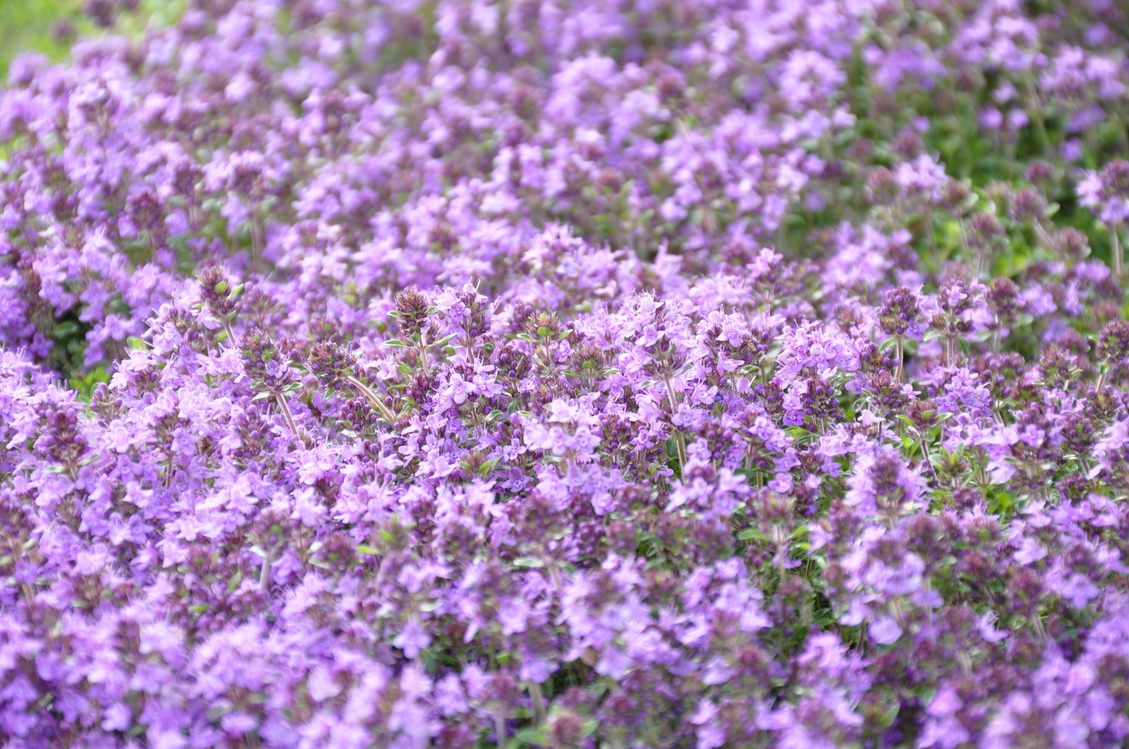 кп "Фортопс" - Профессиональный уход за садом - 100% качество!