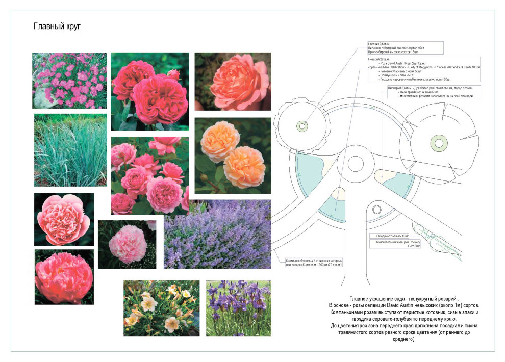 Дендрологический план. Фрагмент.
