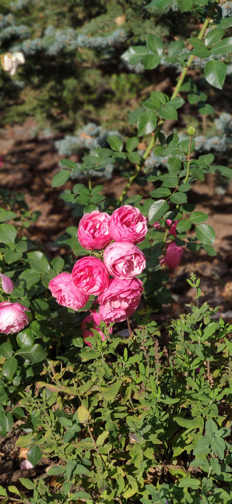 "Мурановские кружева"