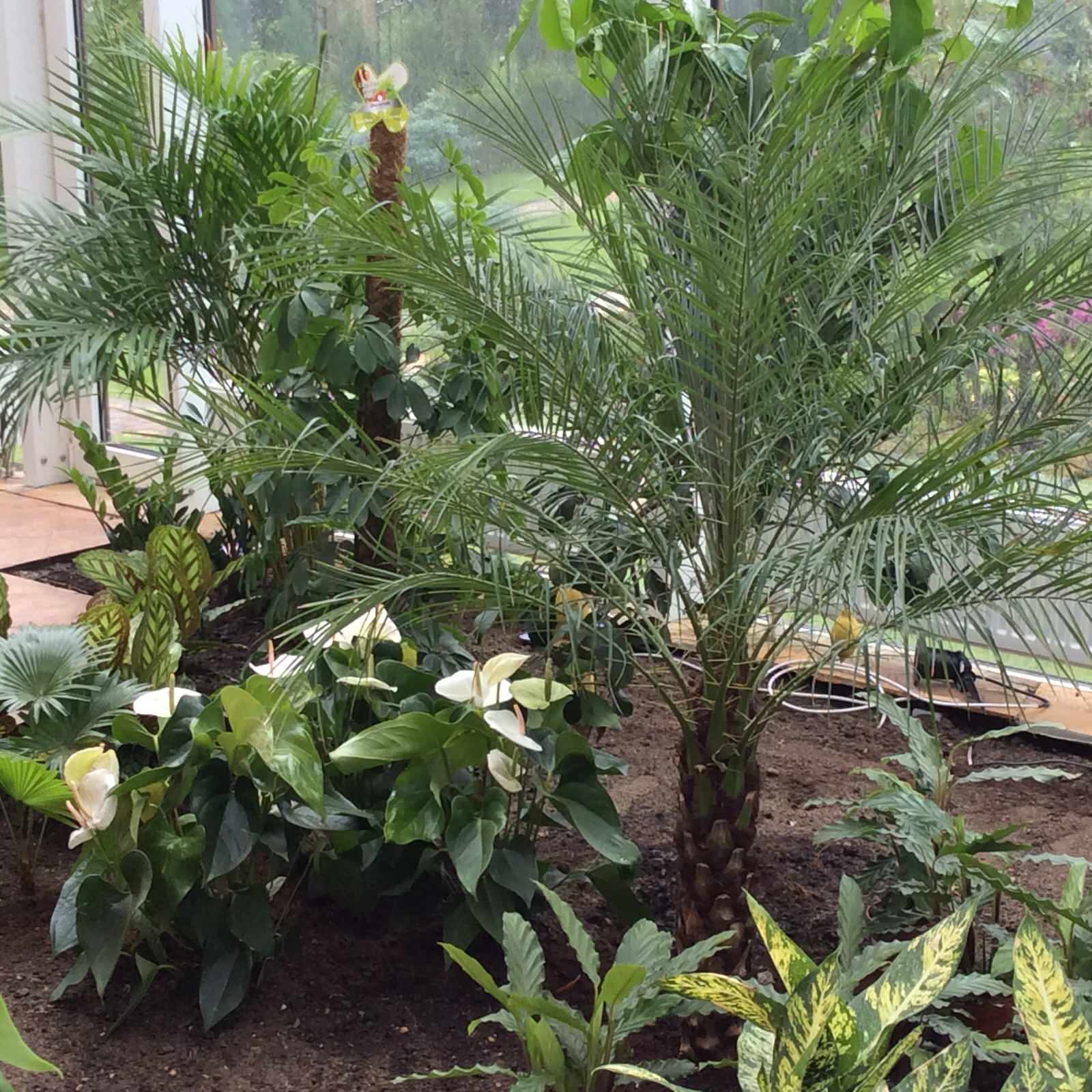 Зимний сад. Калининец